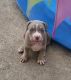 American Bully Puppies for sale in San Antonio, TX 78233, USA. price: $2,500