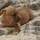 American Bully Puppies for sale in Phoenix, AZ, USA. price: NA