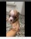 American Bully Puppies for sale in N 59th Ave, Glendale, AZ, USA. price: NA