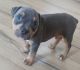 American Bully Puppies for sale in S Brampton Paseo, Ontario, CA 91761, USA. price: $4,000