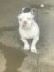 American Bully Puppies for sale in Roanoke, VA, USA. price: $3,200