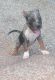 American Bully Puppies for sale in Phoenix, AZ, USA. price: $600