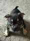 American Bully Puppies for sale in Seattle, WA, USA. price: $2,250