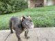 American Bully Puppies for sale in Arlington, TX, USA. price: NA