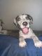 American Bully Puppies for sale in Alpharetta, GA, USA. price: NA