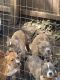 American Bully Puppies for sale in Hackensack, NJ, USA. price: NA