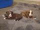American Bully Puppies for sale in Kansas City, MO, USA. price: $250