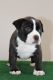 American Bully Puppies for sale in West Palm Beach, FL 33411, USA. price: NA