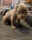 American Bully Puppies for sale in New Kensington, PA 15068, USA. price: NA