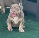 American Bully Puppies for sale in Harrison, NJ 07029, USA. price: $3,500