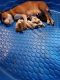 American Bully Puppies for sale in Shortsville, NY 14548, USA. price: NA
