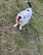 American Bully Puppies for sale in Lady Lake, FL, USA. price: NA