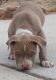 American Bully Puppies for sale in El Paso, TX, USA. price: NA
