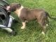 American Bully Puppies for sale in Greenville, NC, USA. price: NA