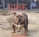American Bully Puppies for sale in Gallup, NM, USA. price: NA