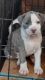 American Bully Puppies for sale in LaGrange, GA, USA. price: $30,000