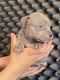 American Bully Puppies for sale in Petaluma, CA 94952, USA. price: $1,000