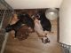 American Bully Puppies for sale in Montgomery, AL, USA. price: $1,000