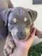 American Bully Puppies for sale in CRYSTAL CITY, CA 90220, USA. price: $1,000