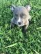 American Bully Puppies for sale in Carmichael, CA, USA. price: NA
