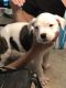 American Bully Puppies for sale in Lorain, OH, USA. price: $600