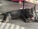 American Bully Puppies for sale in Kissimmee, FL, USA. price: $1,500