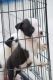 American Bully Puppies for sale in Basavanapura, Bengaluru, Karnataka 560083, India. price: 28000 INR