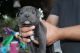 American Bully Puppies for sale in Winton, CA 95388, USA. price: NA