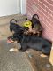 American Bully Puppies for sale in Merritt Island, FL, USA. price: NA
