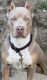 American Bully Puppies for sale in Lewes, DE 19958, USA. price: NA