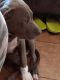 American Bully Puppies for sale in 79904 Dyer St, El Paso, TX 79904, USA. price: NA