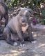 American Bully Puppies for sale in Phoenix, AZ, USA. price: $400