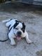 American Bully Puppies for sale in Orlando, FL, USA. price: $1,000