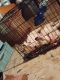 American Bully Puppies for sale in Russellville, KY 42276, USA. price: NA
