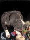 American Bully Puppies for sale in El Mirage, AZ 85335, USA. price: $3,000