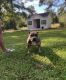 American Bully Puppies for sale in 140 Lacks Ln, Red Oak, VA 23964, USA. price: $1,000