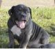 American Bully Puppies for sale in Troy, AL, USA. price: $1,200