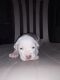 American Bully Puppies for sale in Beechgrove, TN 37018, USA. price: NA