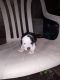 American Bully Puppies for sale in Beechgrove, TN 37018, USA. price: NA
