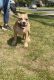 American Bully Puppies for sale in Florissant, MO, USA. price: NA