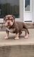 American Bully Puppies for sale in Baltimore, MD, USA. price: $3,500