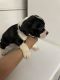 American Bully Puppies for sale in Oceanside, CA, USA. price: $1,000