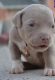 American Bully Puppies for sale in West Valley City, UT, USA. price: NA