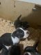 American Bully Puppies for sale in Seattle, WA, USA. price: $4,000