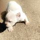 American Bully Puppies for sale in Greenville, SC, USA. price: $1,500