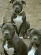 American Bully Puppies for sale in Pueblo, CO, USA. price: $2,000