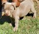 American Bully Puppies for sale in Dublin, GA 31021, USA. price: $1,200