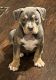 American Bully Puppies for sale in Elyria, OH 44035, USA. price: NA