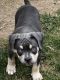 American Bully Puppies for sale in Capron, IL 61012, USA. price: NA