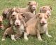 American Bully Puppies for sale in Greensboro, NC, USA. price: $1,200
